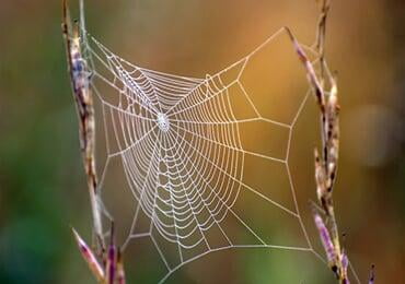90% carbon reduction! Spider silk protein to be mass produced